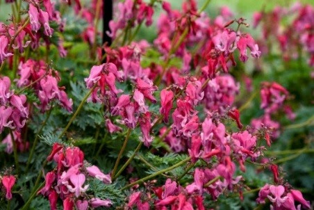 Dicentra